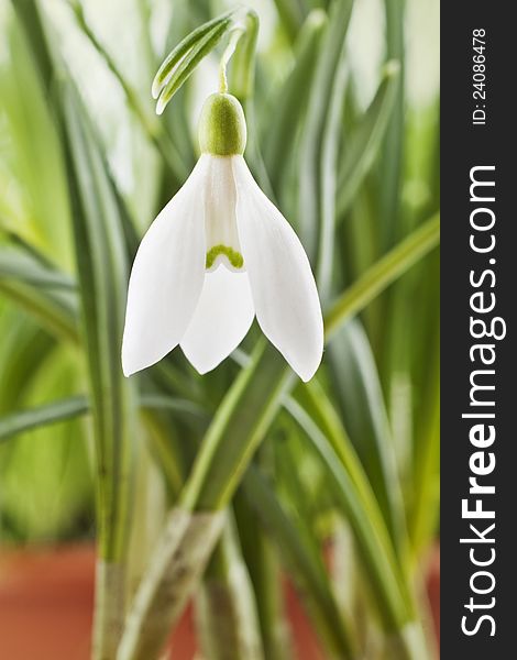 Fresh snowdrop on green background. Natural composition