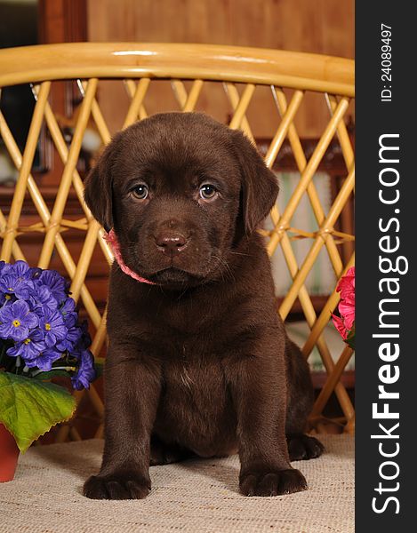 Brown labrador puppy portrait on the chair looking at camera