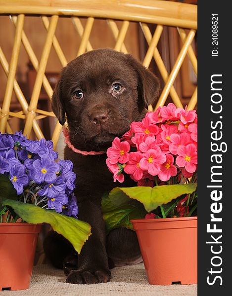 Portrait of labrador puppy between two pots of artificial flowers