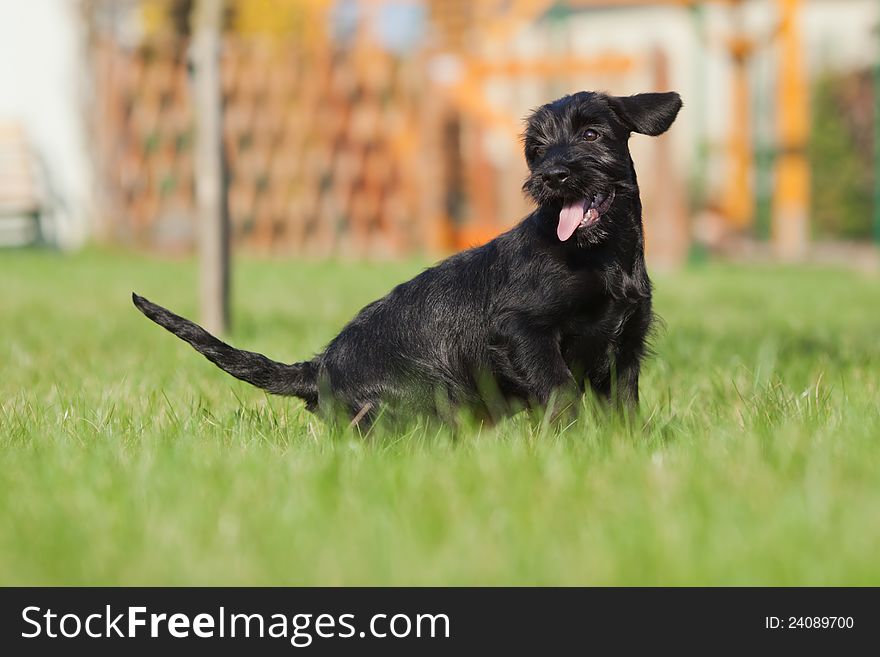 Standard schnauzer puppy looking cute on the garden lawn