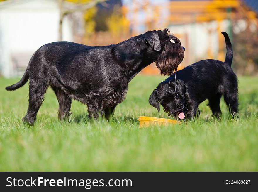 Standard schnauzer mother and child