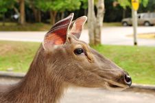 Deer In Khao Yai National Park Royalty Free Stock Images