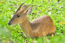 Barking Deer In Khao Yai National Park Stock Image Barking Deer In Khao Yai National Park Stock Image