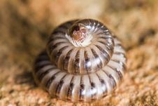Millipede In Defensive Position Royalty Free Stock Photos
