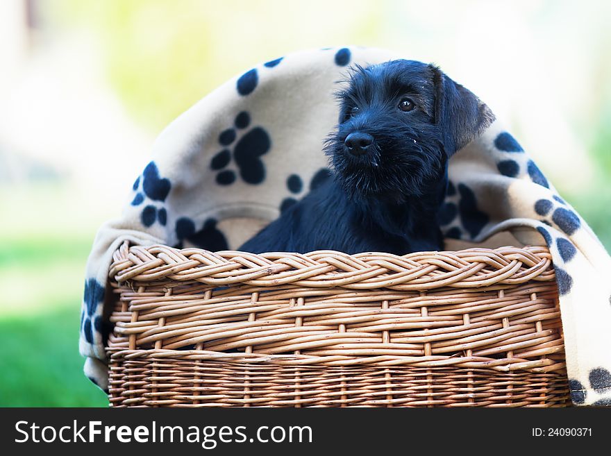 Cute standard schnauzer puppy sitting in a basket, covered with a blanket with paw prints. Cute standard schnauzer puppy sitting in a basket, covered with a blanket with paw prints