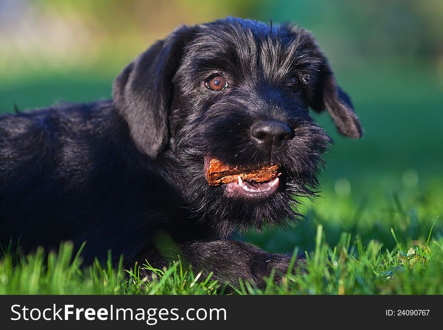 Cute lying standard schnauzer puppy eats something and looks in the camera. Cute lying standard schnauzer puppy eats something and looks in the camera
