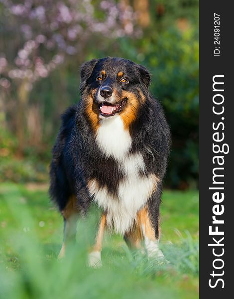 Dog portrait of an Australian Shepherd rude. Dog portrait of an Australian Shepherd rude