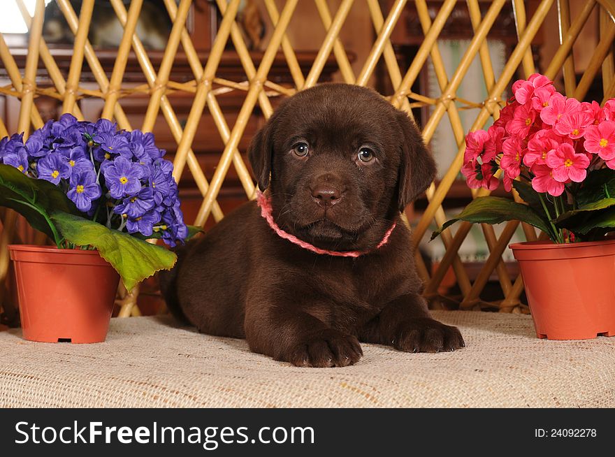 Little Labrador Puppy Portrait