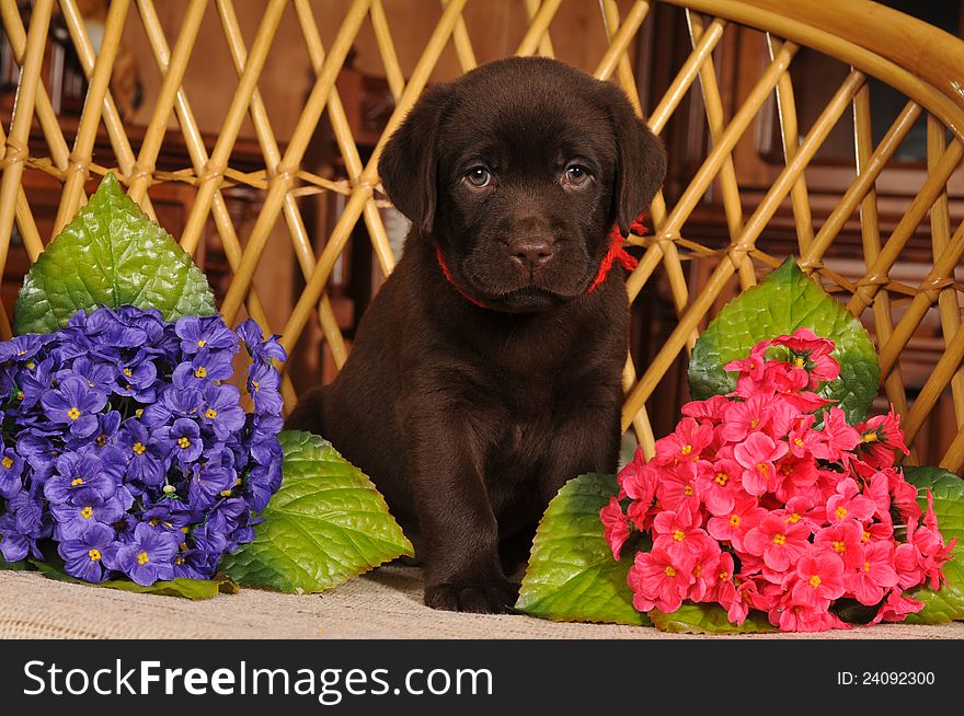 Two month labrador puppy portrait sitting with flowers and looking at camera