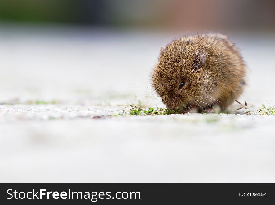 Cute little mouse sitting on a street and nibbling grass