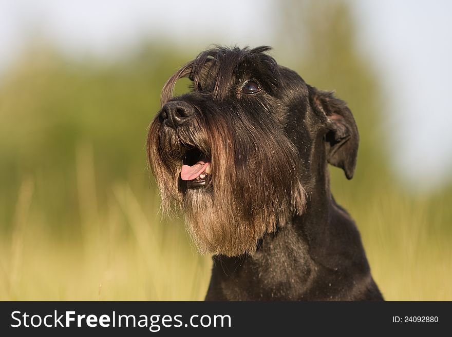 Dog Portrait Of A Standard Schnauzer