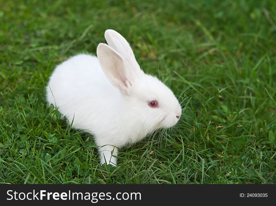 The little white rabbit on the grass