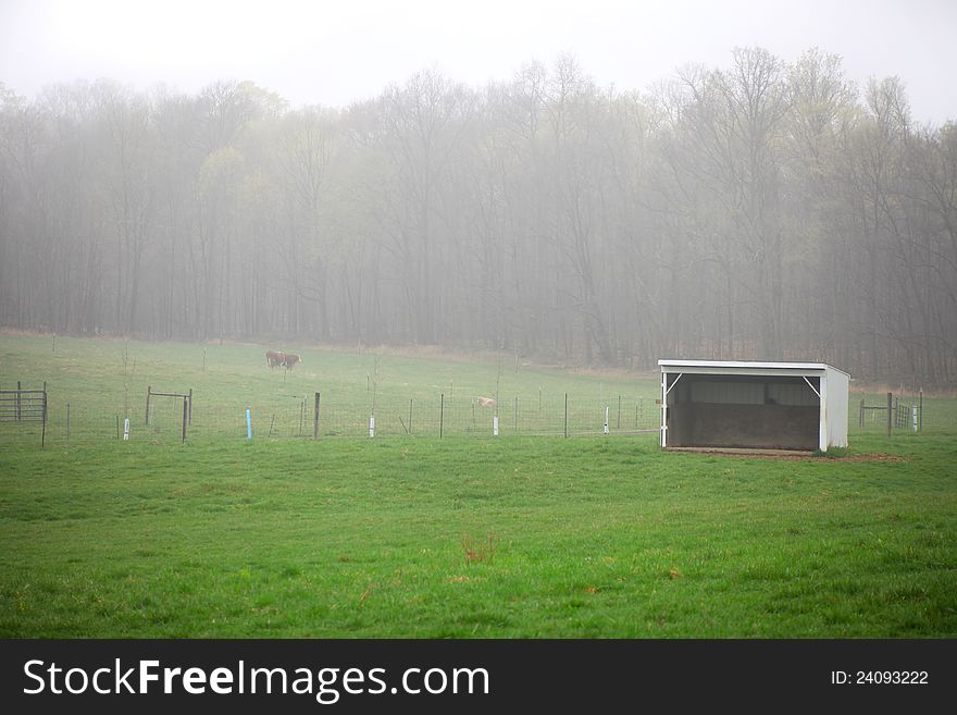 Horse ranch in the mist. Horse ranch in the mist