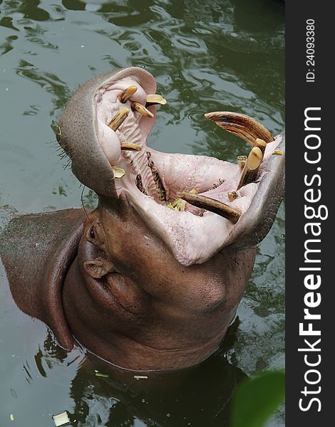 Hippo showing huge jaw and teeth in the lake.