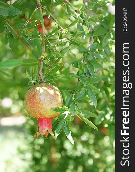 Isolated pomegranat on a tree. Isolated pomegranat on a tree