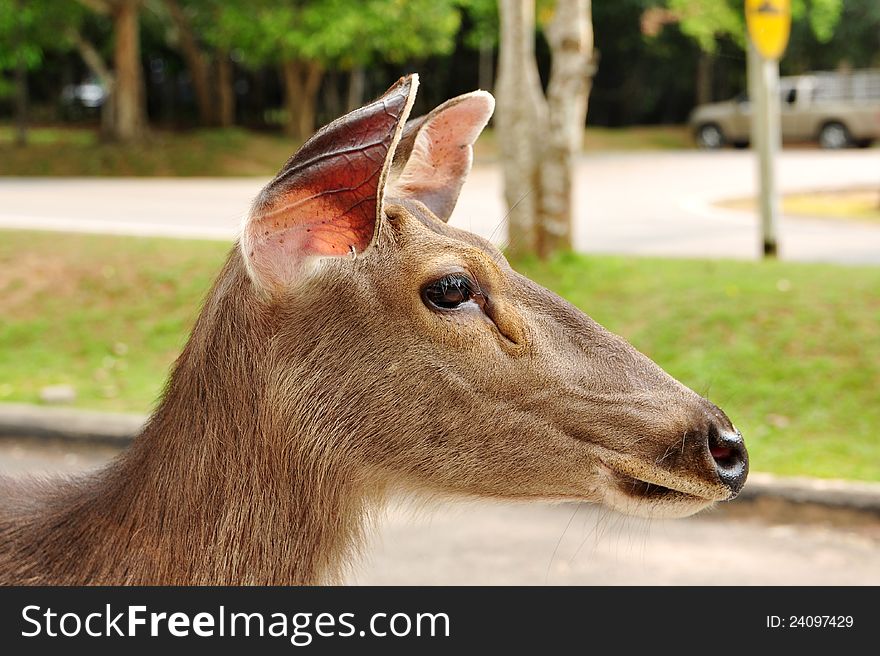 DeerSambar Deer in Khao Yai National Park