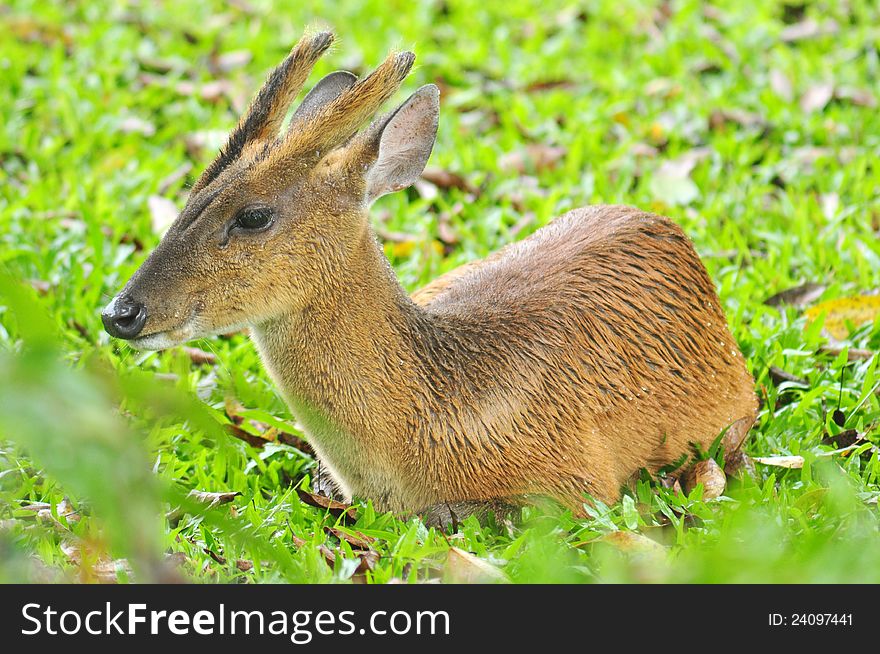 The Barking deer in Khao Yai National Park