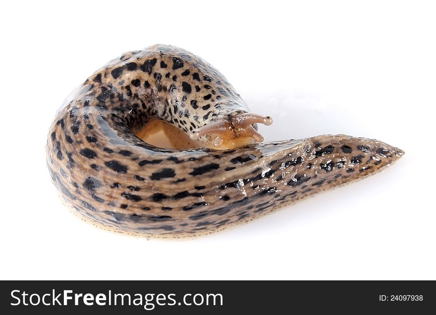 Gyrate Dappled Slug
