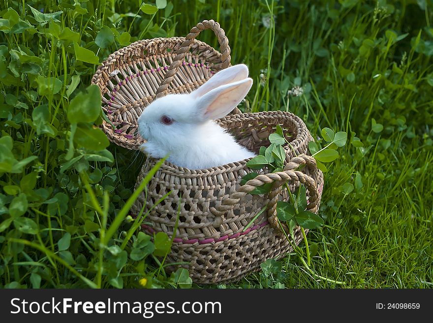 Little white rabbit in a basket