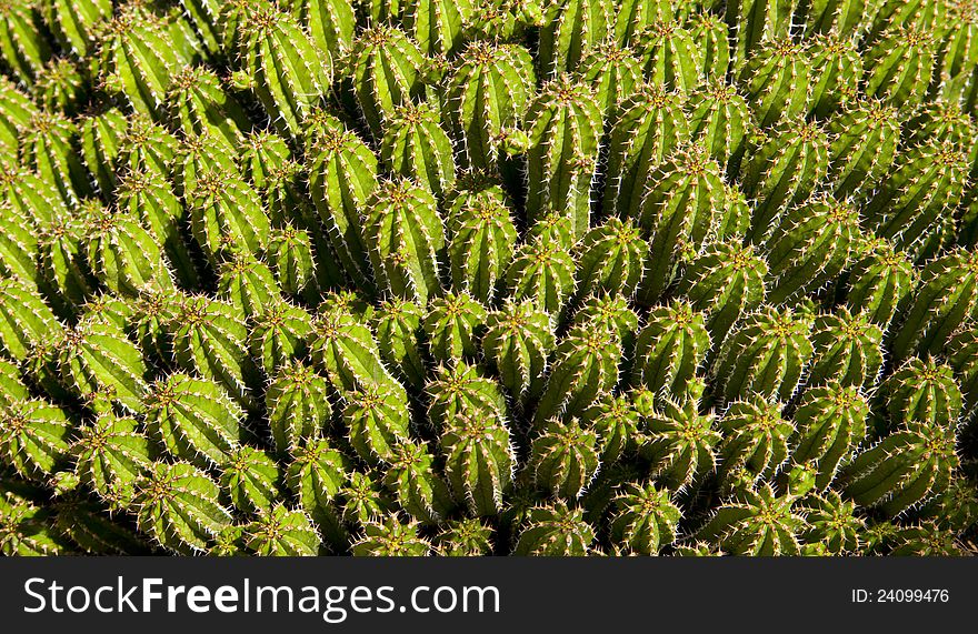 A collection of cactus sit together. A collection of cactus sit together