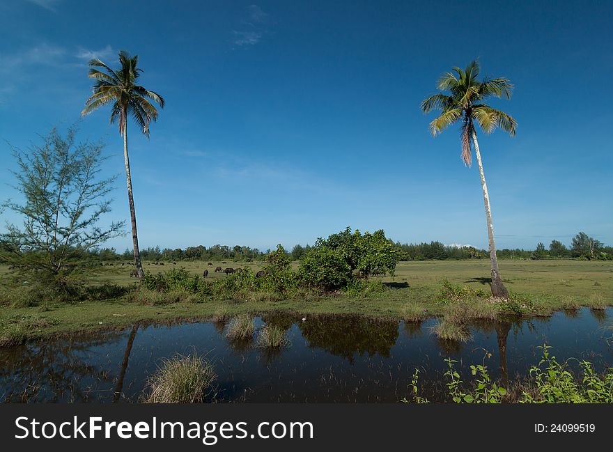 Two coconut palm and buffalo on the green field