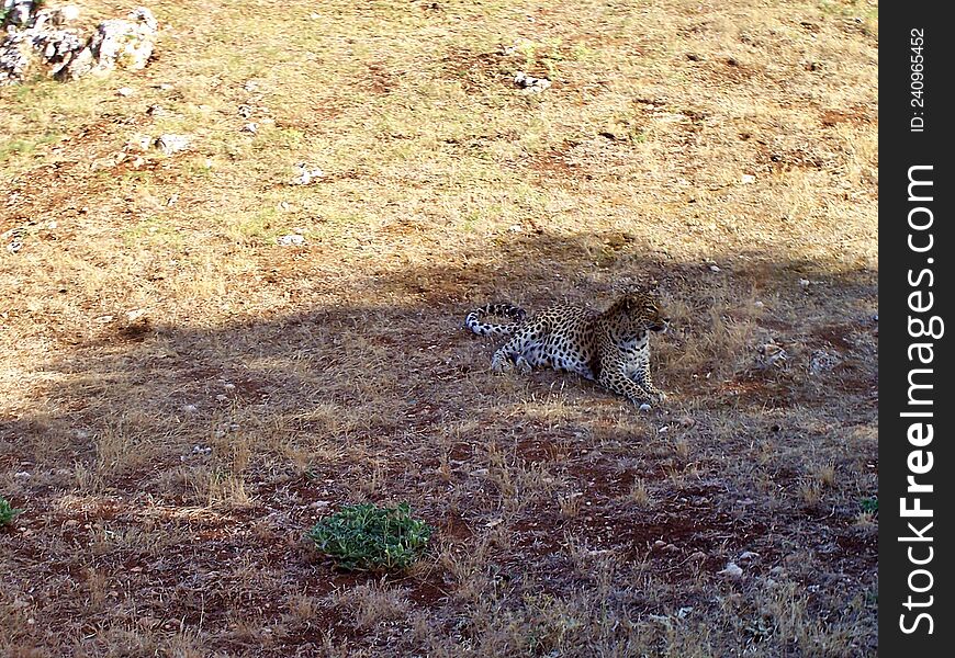 Tiger lies on yellow grass in the savanna. Tiger lies on yellow grass in the savanna