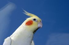 Lutino Cockatiel Royalty Free Stock Image Lutino Cockatiel Royalty Free Stock Image