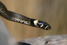 Grass Snake Royalty Free Stock Images Grass Snake Royalty Free Stock Images