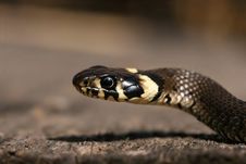 Detail Of Snake Stock Images Detail Of Snake Stock Images