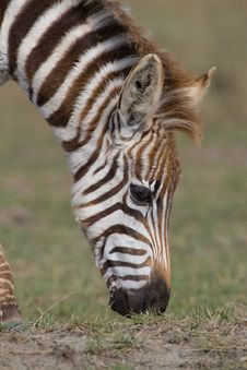 Plains Zebra Stock Image