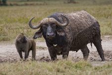 Cape Buffalo Stock Image Cape Buffalo Stock Image
