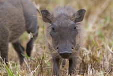 Warthog Piglet Royalty Free Stock Images Warthog Piglet Royalty Free Stock Images