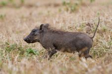 Warthog Piglet Stock Photos Warthog Piglet Stock Photos
