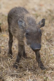 Warthog Piglet Royalty Free Stock Photos Warthog Piglet Royalty Free Stock Photos