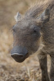 Warthog Piglet Royalty Free Stock Images Warthog Piglet Royalty Free Stock Images