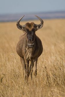 Wildebeest Royalty Free Stock Image