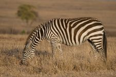 Plains Zebra Stock Image Plains Zebra Stock Image