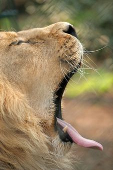 Lion Yawning Stock Image
