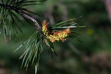Conifer Limb Royalty Free Stock Photo Conifer Limb Royalty Free Stock Photo