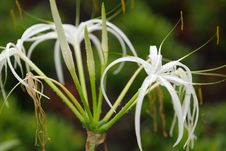 White Color Flowers White Color Flowers