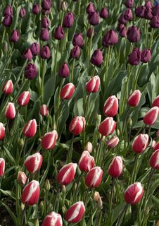 Leaning Tulips Stock Images