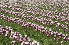 Tulip Rows Stock Images Tulip Rows Stock Images