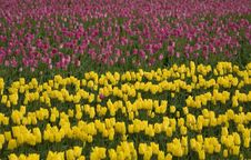 Pink And Yellow Tulips Stock Photography Pink And Yellow Tulips Stock Photography