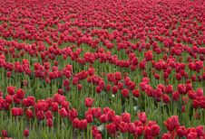 Red Tulips Stock Photography Red Tulips Stock Photography