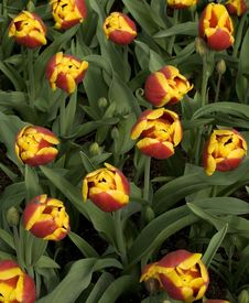 Yellow-red Tulips Stock Images Yellow-red Tulips Stock Images