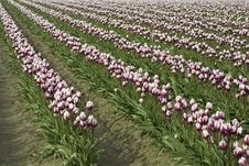 Field Of Tulips Stock Photo