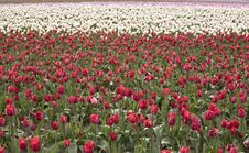 Field Of Tulips Stock Photos Field Of Tulips Stock Photos