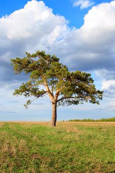 Lone Pine In The Spring Royalty Free Stock Photo