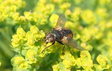 Free Fly Stock Photo - 2418430