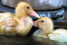 Pair Of Yellow Ducklings Stock Photography Pair Of Yellow Ducklings Stock Photography